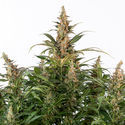 Black Orchid Autoflower (Zamnesia Seeds) Feminiserede