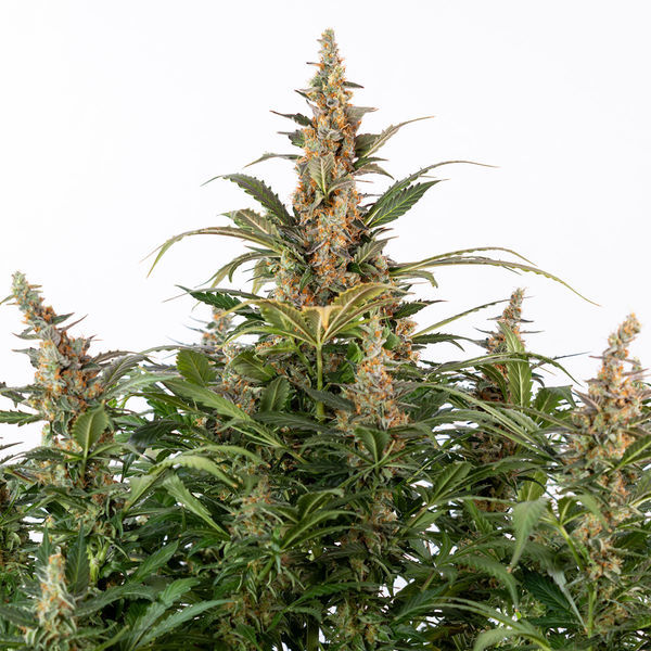 Black Orchid Autoflower (Zamnesia Seeds) Feminiserede
