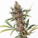 Black Orchid Autoflower (Zamnesia Seeds) Feminiserede