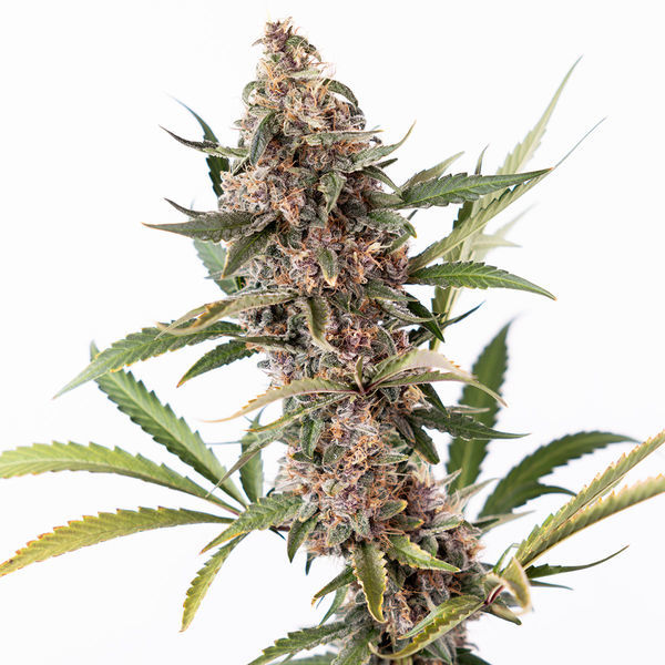 Black Orchid Autoflower (Zamnesia Seeds) Feminiserede