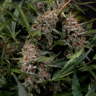 Black Orchid Autoflower (Zamnesia Seeds) Feminiserede
