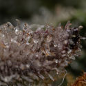 Black Orchid Autoflower (Zamnesia Seeds) Feminiserede