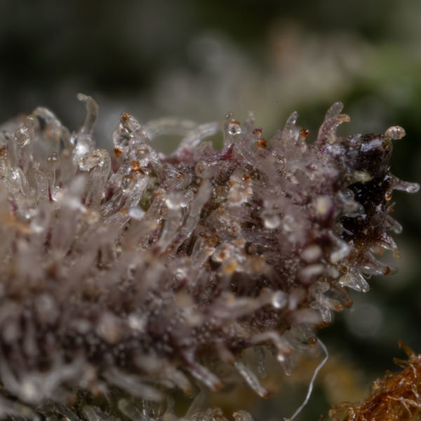 Black Orchid Autoflower (Zamnesia Seeds) Feminiserede