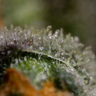 Black Orchid Autoflower (Zamnesia Seeds) Feminiserede