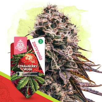 Strawberry Cough Autoflower (Zamnesia Seeds) feminiserede