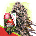 Strawberry Cough Autoflower (Zamnesia Seeds) Feminiserede