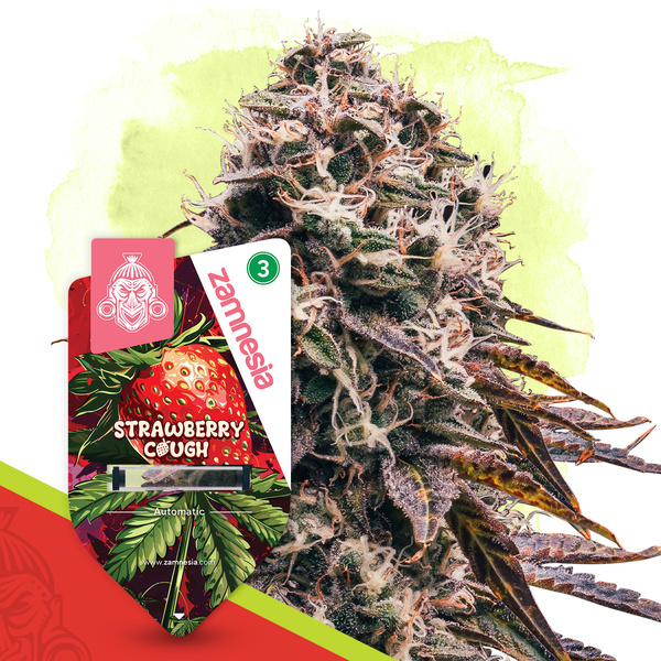Strawberry Cough Autoflower (Zamnesia Seeds) Feminiserede