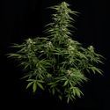 Epsilon F1 Autoflower (Royal Queen Seeds) Feminiserede