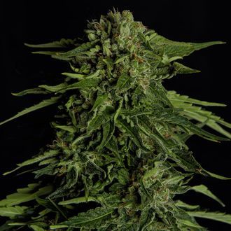 Epsilon F1 Autoflower (Royal Queen Seeds) Feminiserede