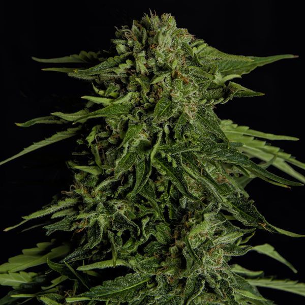 Epsilon F1 Autoflower (Royal Queen Seeds) Feminiserede