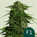 Epsilon F1 Autoflower (Royal Queen Seeds) Feminiserede