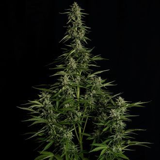 Medusa F1 Autoflower (Royal Queen Seeds) Feminiserede