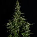 Medusa F1 Autoflower (Royal Queen Seeds) Feminiserede