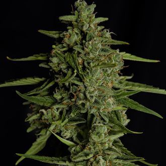 Medusa F1 Autoflower (Royal Queen Seeds) Feminiserede