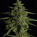 Medusa F1 Autoflower (Royal Queen Seeds) Feminiserede
