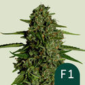 Medusa F1 Autoflower (Royal Queen Seeds) Feminiserede