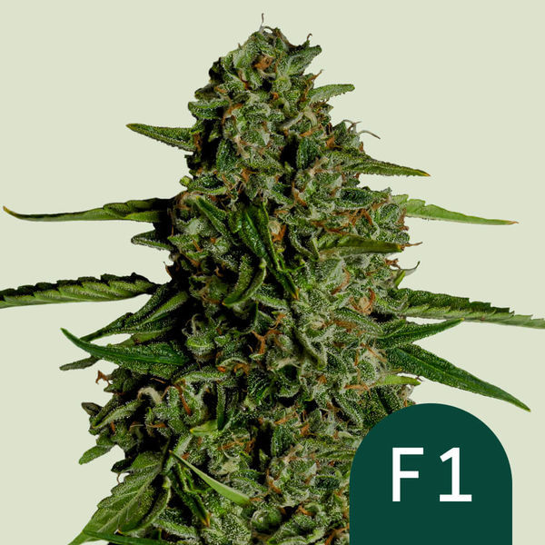 Medusa F1 Autoflower (Royal Queen Seeds) Feminiserede