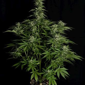 Hyperion F1 Autoflower (Royal Queen Seeds) Feminiserede