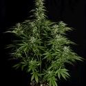 Hyperion F1 Autoflower (Royal Queen Seeds) Feminiserede
