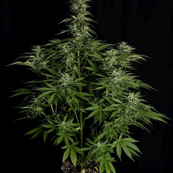 Hyperion F1 Autoflower (Royal Queen Seeds) Feminiserede