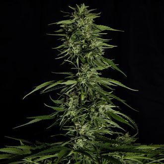 Hyperion F1 Autoflower (Royal Queen Seeds) Feminiserede