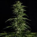 Hyperion F1 Autoflower (Royal Queen Seeds) Feminiserede