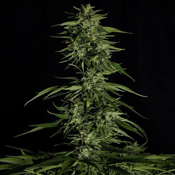 Hyperion F1 Autoflower (Royal Queen Seeds) Feminiserede