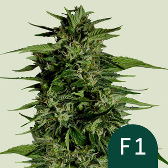 Hyperion F1 Autoflower (Royal Queen Seeds) Feminiserede