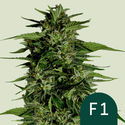 Hyperion F1 Autoflower (Royal Queen Seeds) Feminiserede