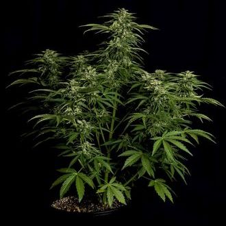 Apollo F1 Autoflower (Royal Queen Seeds) Feminiserede