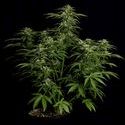 Apollo F1 Autoflower (Royal Queen Seeds) Feminiserede