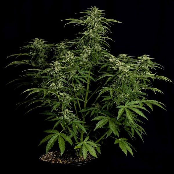 Apollo F1 Autoflower (Royal Queen Seeds) Feminiserede