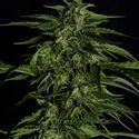 Apollo F1 Autoflower (Royal Queen Seeds) Feminiserede