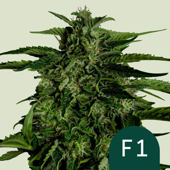 Apollo F1 Automatic (Royal Queen Seeds) feminiseret