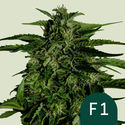 Apollo F1 Autoflower (Royal Queen Seeds) Feminiserede