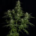 Titan F1 Autoflower (Royal Queen Seeds) Feminiserede