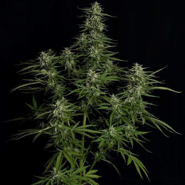 Titan F1 Autoflower (Royal Queen Seeds) Feminiserede