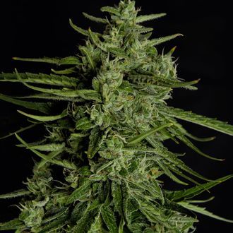 Titan F1 Autoflower (Royal Queen Seeds) Feminiserede