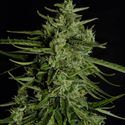 Titan F1 Autoflower (Royal Queen Seeds) Feminiserede