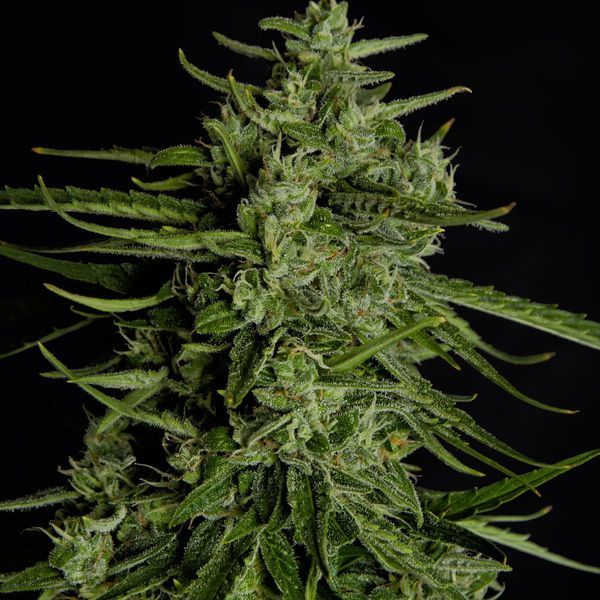Titan F1 Autoflower (Royal Queen Seeds) Feminiserede