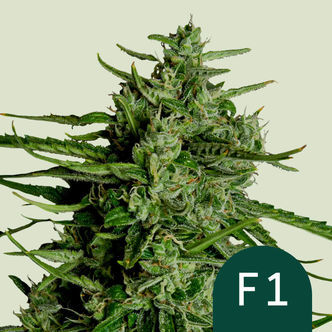 Titan F1 Automatic (Royal Queen Seeds) Feminiserede