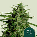 Titan F1 Autoflower (Royal Queen Seeds) Feminiserede