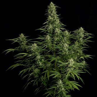 Milky Way F1 Autoflower (Royal Queen Seeds) Feminiserede