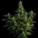 Milky Way F1 Autoflower (Royal Queen Seeds) Feminiserede