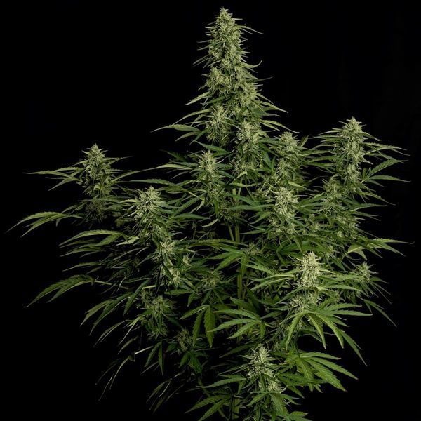 Milky Way F1 Autoflower (Royal Queen Seeds) Feminiserede