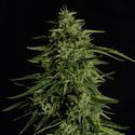 Milky Way F1 Autoflower (Royal Queen Seeds) Feminiserede