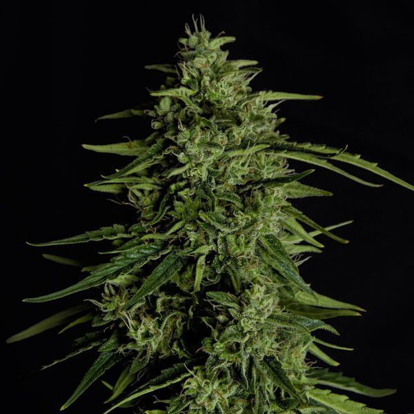 Milky Way F1 Autoflower (Royal Queen Seeds) Feminiserede