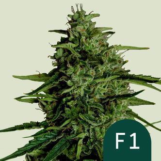 Milky Way F1 Automatic (Royal Queen Seeds) feminiserede