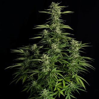 Orion F1 Auto (Royal Queen Seeds) Feminiserede