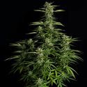 Orion F1 Auto (Royal Queen Seeds) Feminiserede